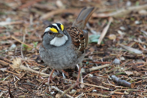 White throated sparrow. by ricmcarthur