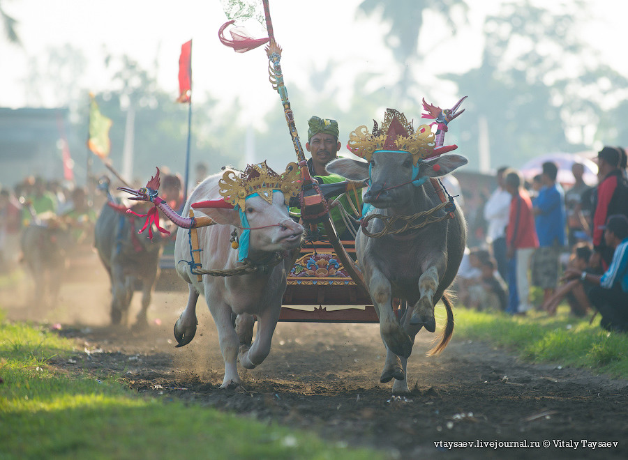 Buffalo race in Bali © Vitaly Taysaev for Ridus.ru