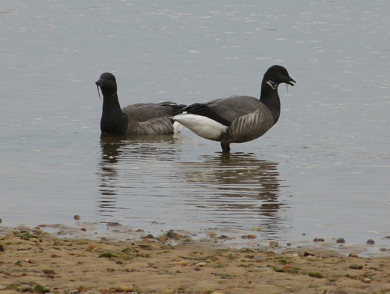 28986 - Brent Geese, Wells-next-the-Sea
