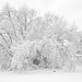 SNOW COVERED TREES_DSC2375