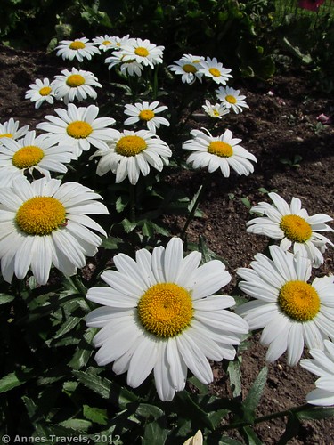 Daisies in the Wick Garden, Jockey Hollow, Morristown National Historical Site, New Jersey