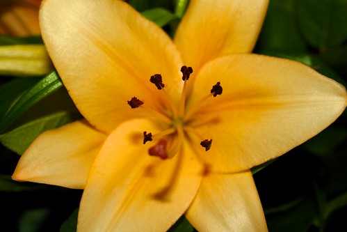 picture of flower