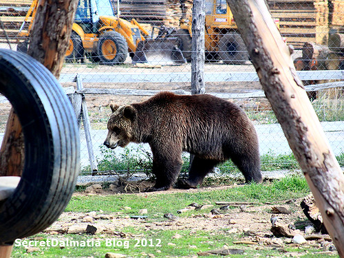 Brown bear at the playground