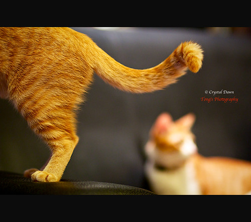 A Playful Tail by © Crystal Dawn Photography