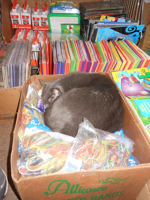 Cat asleep in the 99 cent store