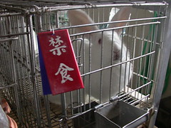 做熱原試驗前一天，兔子就被禁食。試驗當日，兔子除了飲水外，也不得進食，必須忍耐長時間的飢餓。圖文提供：台灣動物社會研究會。
