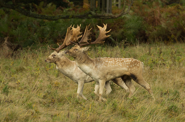 fallow deer bucks sizing each other up