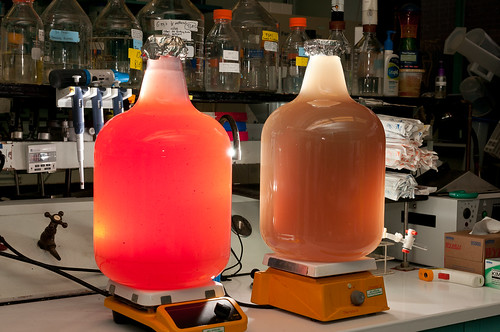 Two large colored (red and brown) jugs on hot plates in a lab setting