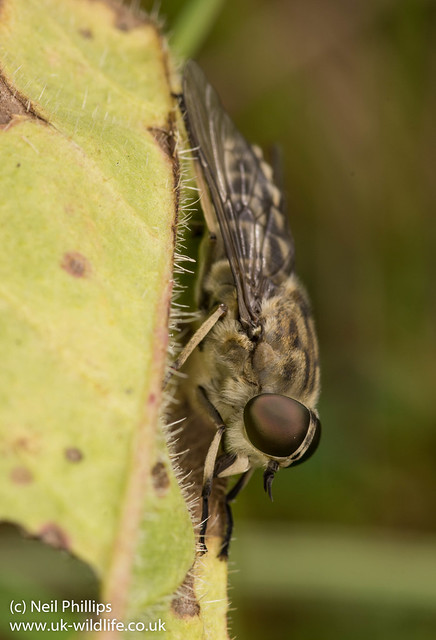 Giant Horsefly Tabanus sp 3