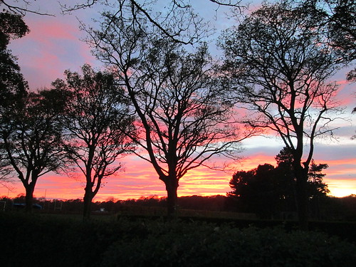trees at sunset, first