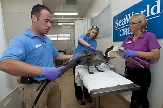 Wildlife Rescue of Brown Pelicans to Sea World
