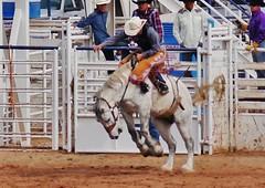 Nov. 17, 2012-Orme Victory Days Rodeo