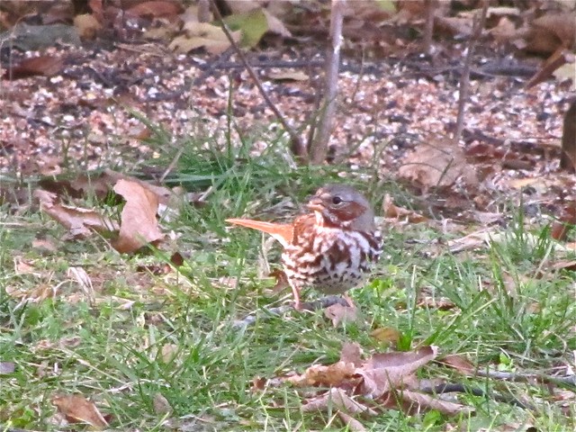 Fox Sparrow in Normal, IL 03