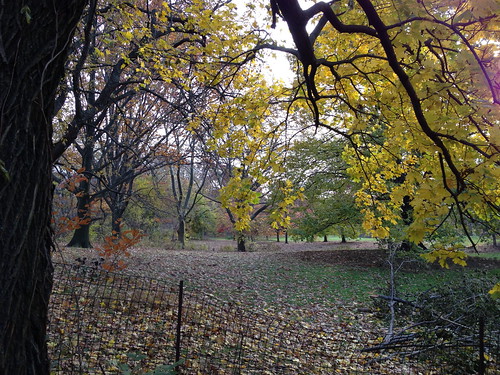 fall colors in Prospect Park