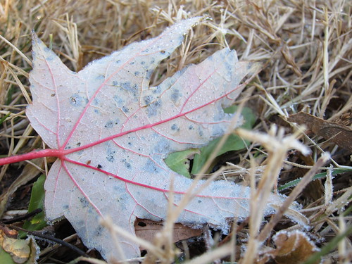 pink leaf