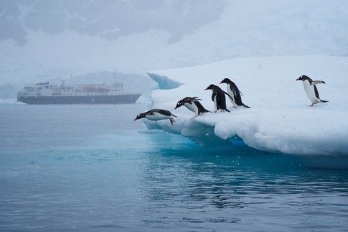 Penguins Diving In, Antarctica by JC Richardson