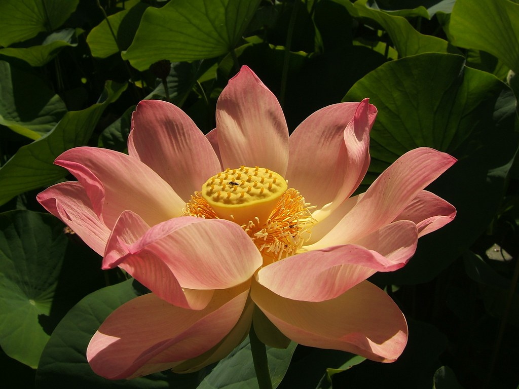 Jen’s amazing lotus flower (research) - Environment Institute Blog