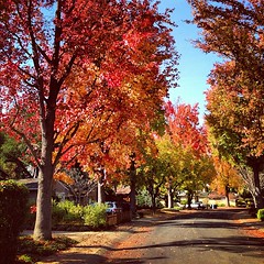 Autumn in Palo Alto