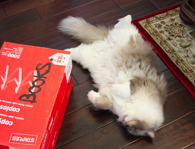 Tyco the Ragdoll is Upside Down, as usual.