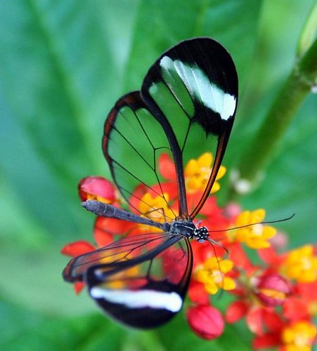 transparent-wings-butterfly