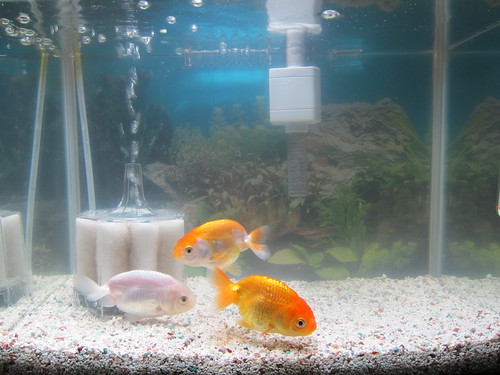 Goldfish Nov. 13, 2012