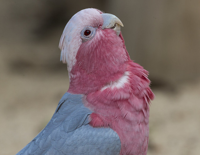 Rose Breasted Cockatoo 25