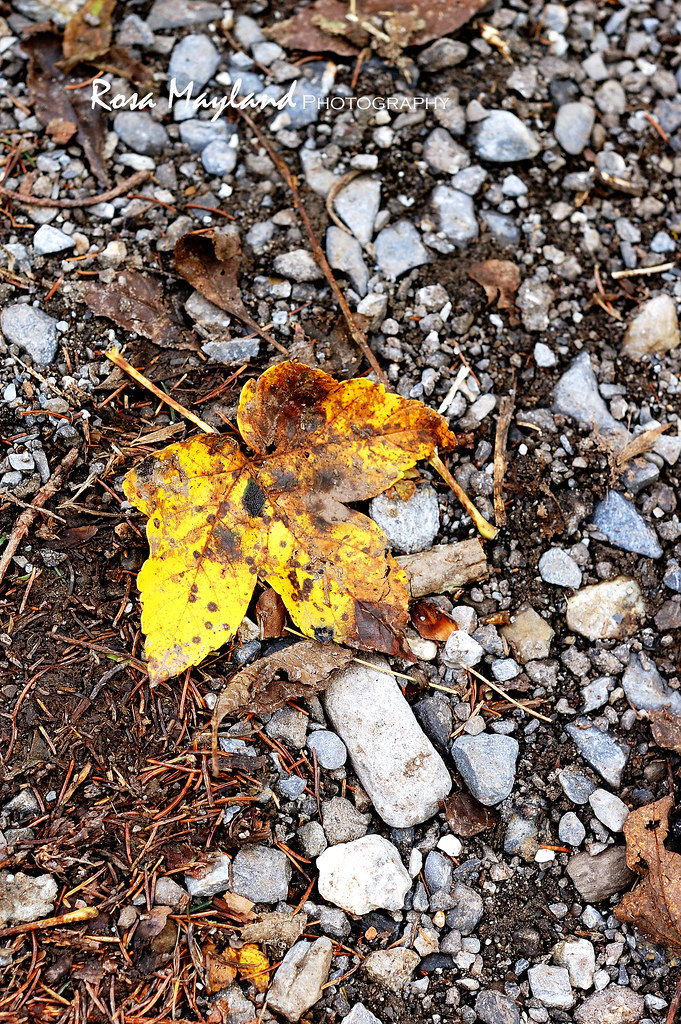 Tikka Massala Autumn Leaves Lenk 2 1 bis