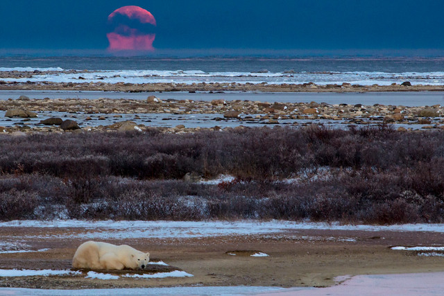 Setting Moon and Polar Bear in Churchill