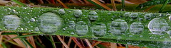 Fuji FinePix F600EXR.Super Macro.Raindrops On A Blade Of Grass.November 14th 2012.