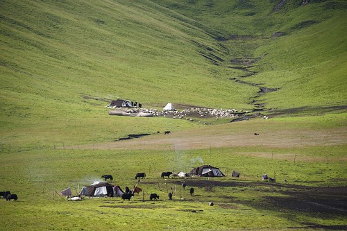 Nomad tents, Sheep, and Yak all scattered around this landscape, Tibet 2012 by reurinkjan