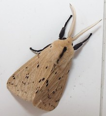 Tiger moth (Spilosoma sp.) 