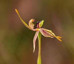 Orchids of South West Australia