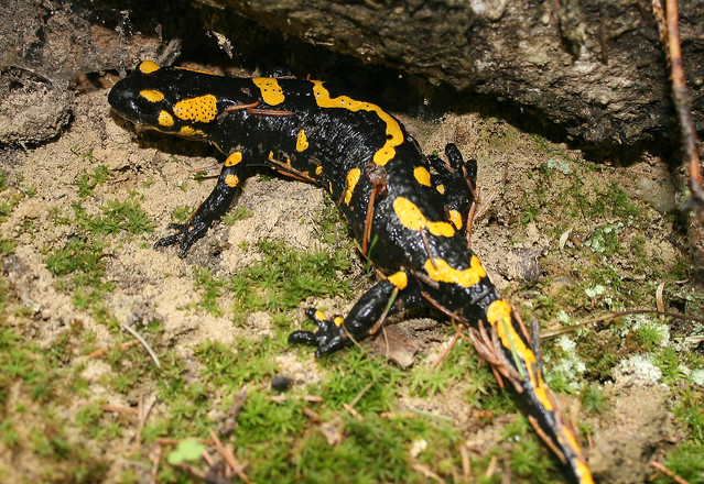 Fire Salamander - Transylvania