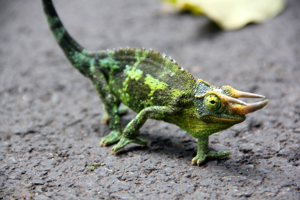 Bright Green Chameleon