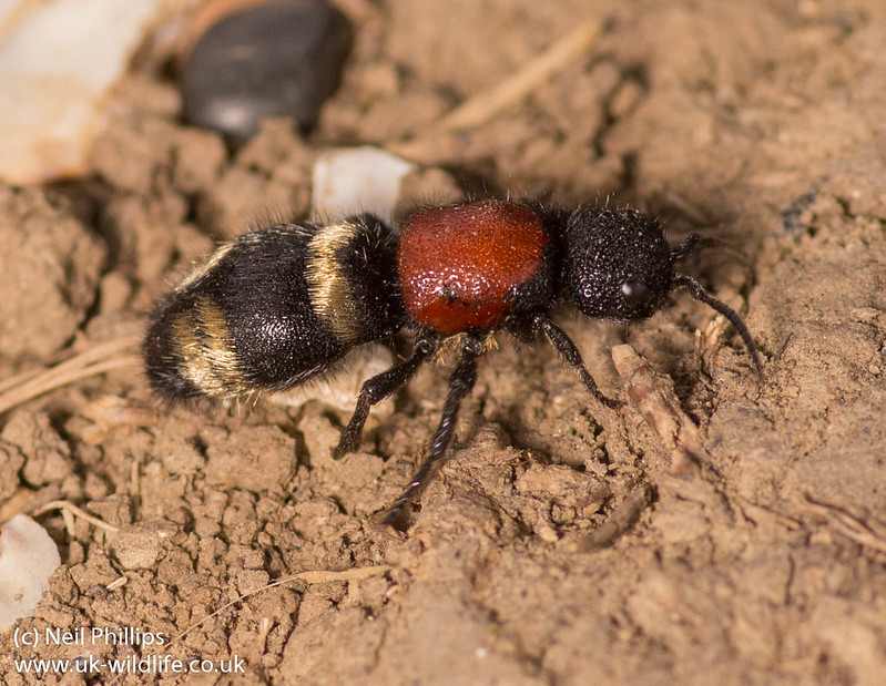 large velvet ant - Mutilla europaea