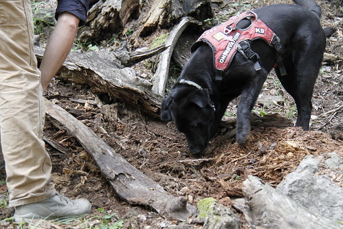 Meet Sampson, a Labrador rescued from the Seattle Humane Society who climbed the Jemez Mountains, clambering over rocks to track rare salamanders. Photo Credit: Mark L. Watson New Mexico Dept. of Game and Fish. 