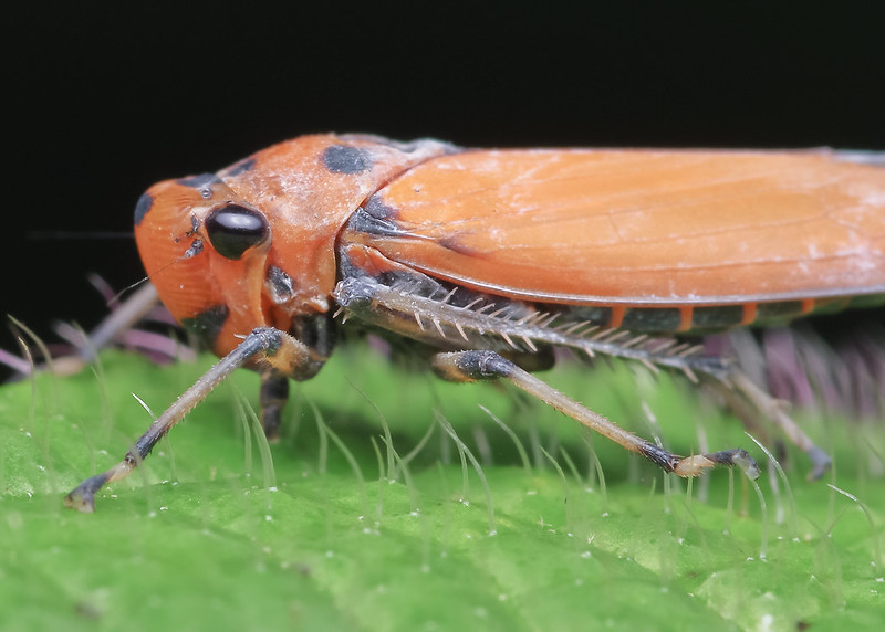 [IMGP0481-pp] Leafhopper