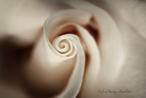 rosey swirl by Nancy Hawkins
