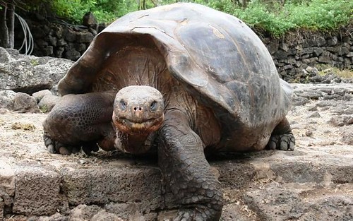 giant tortoise, Galapagos (courtesy of Prince's Foundation)