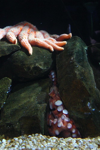 Starfish & Octopus