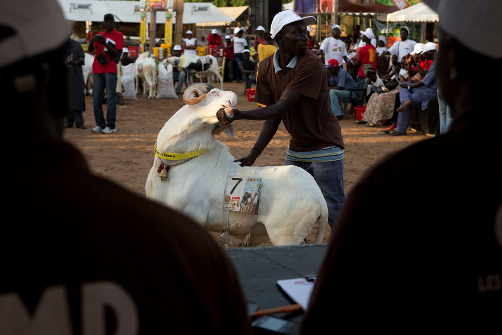 Senegal Sheep Beauty Show