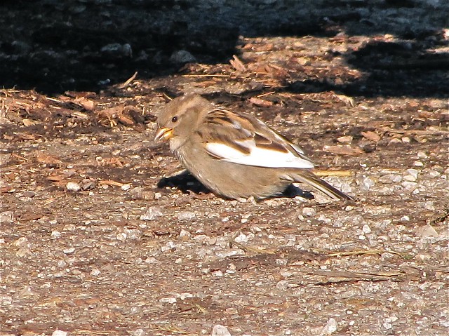 Leucistic House Sparrow at Salem Ranch in Flanagan, IL 01