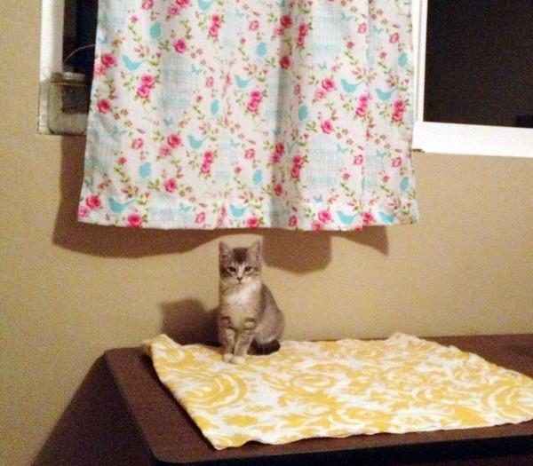 Honey Boo Boo + Pretty Fabric