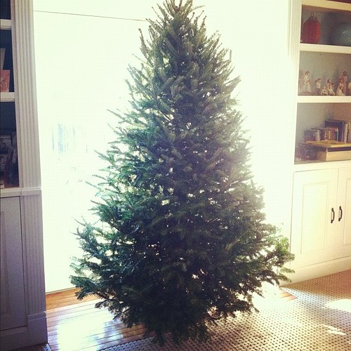 She's a beauty. Tonight we light her up. It's tradition. #christmas #onlyarealtreeforme #tradition