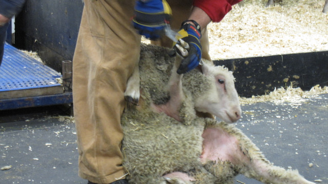 Sheep getting his hooves clipped and trimmed