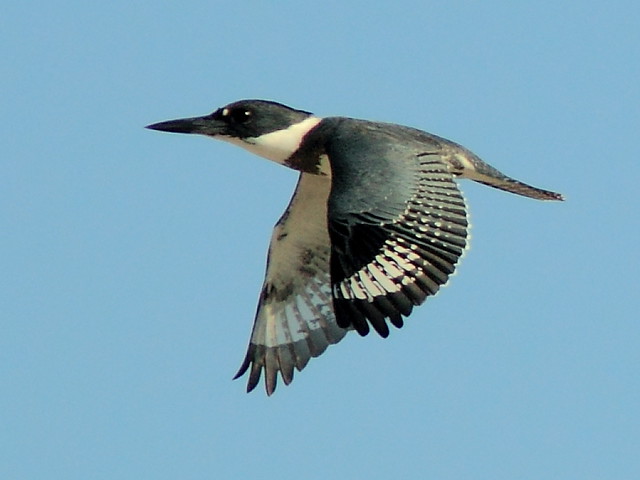 Belted Kingfisher 2-20121126
