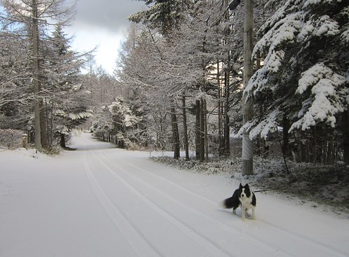 雪景色の散歩道　2012年12月4日15:16 by Poran111