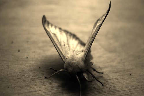 mothredo by Nature Morte
