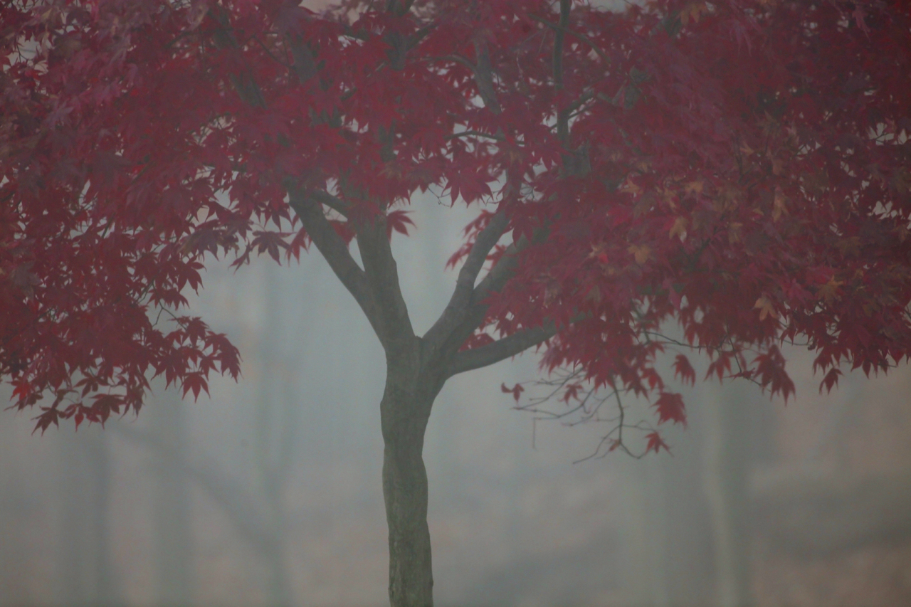 Foggy Morning - Trees