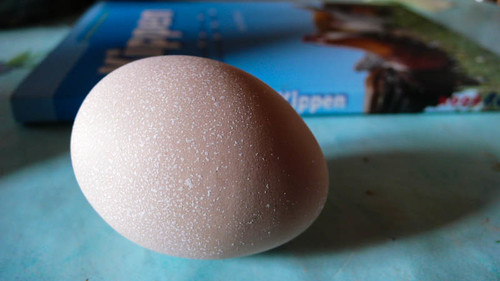 The first egg